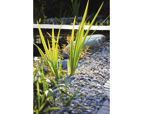 Detailní záběr zahradního jezírka s rostlinami, kameny a štěrkem