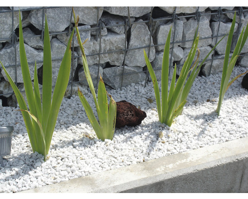 Zahrada s rostlinami, štěrkem a gabionovou zdí