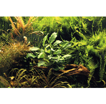 Akvárium s různými vodními rostlinami na kořenovém dřevě