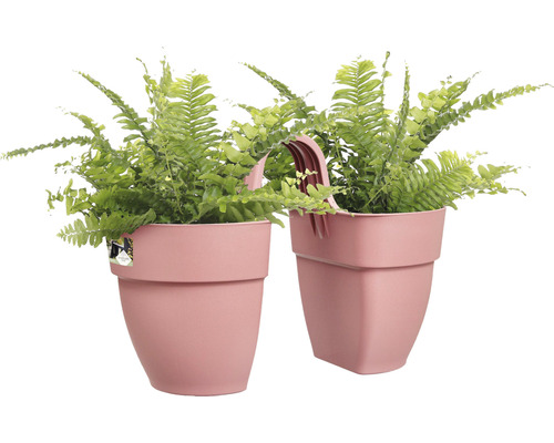 Dva pokojové kapradiny v plastovém květináči s rukojetí.