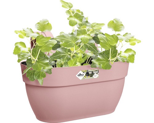 Nástěnný květináč osázený břečťanem