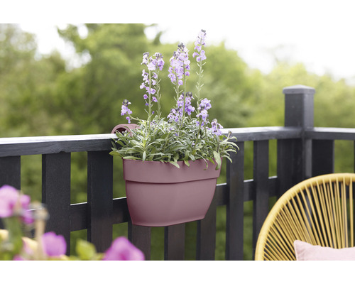 Balkonový truhlík s fialovými květinami na zábradlí