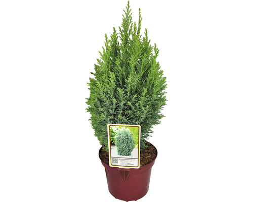 Cypřiš v květináči