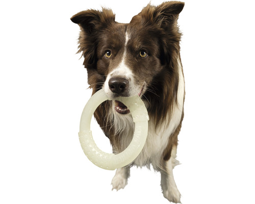 Border kolie drží v tlamě kroužek pro psy