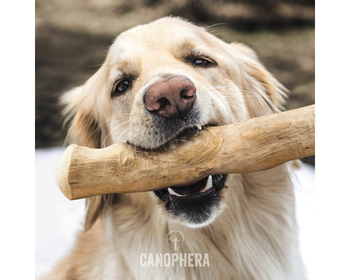 Pes drží v tlamě klacek