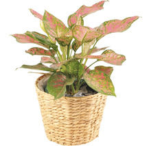 Pokojová rostlina Aglaonema v proutěném košíku