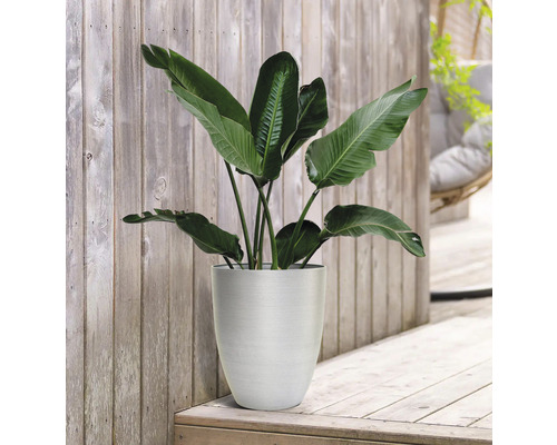 Rostlina v květináči na dřevěné terase