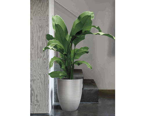 Velká rostlina v květináči ve schodišti