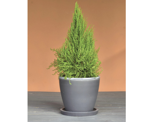 Cypřiš v květináči pro vnitřní i venkovní použití