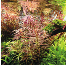 Akvarijní rostliny ve vodě