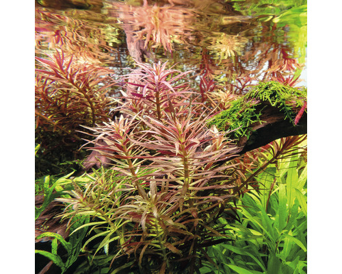 Akvarijní rostliny ve vodě