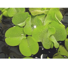 Detailní pohled na listovou růžici pistie plovoucí ve vodě.