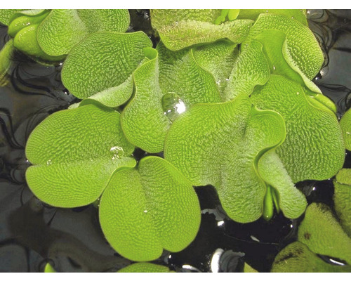 Detailní pohled na listovou růžici pistie plovoucí ve vodě.