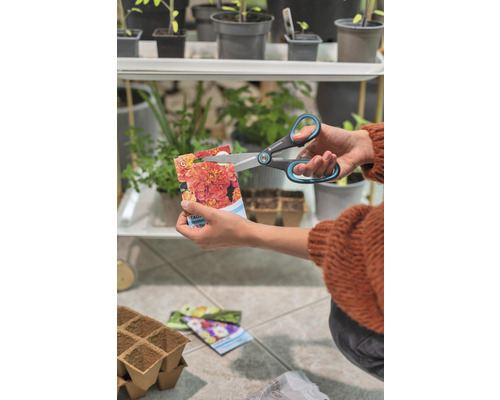 Osoba stříhá nůžkami sáček semen měsíčku.