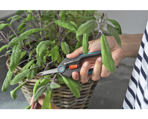 Osoba stříhá šalvěj v košíku nůžkami na bylinky od společnosti Gardena