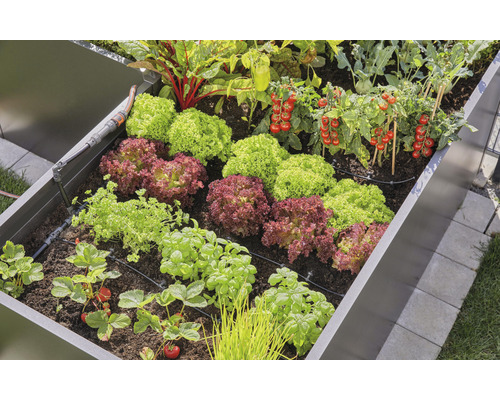 Zvýšený záhon se salátem, rajčaty, jahodami a zavlažovacím systémem