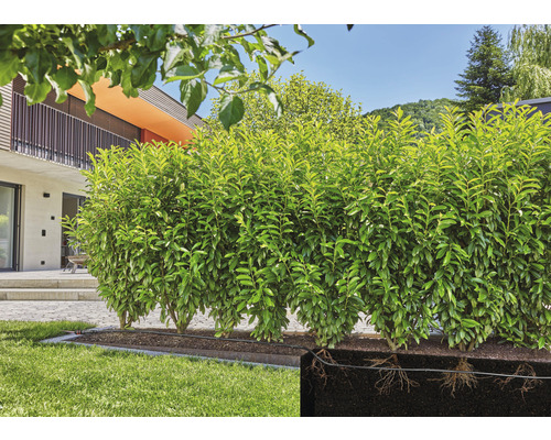 V zahradě stojí zelený vavřínový živý plot jako ochrana soukromí.