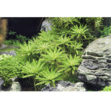 Akvárium s vodními rostlinami a kameny