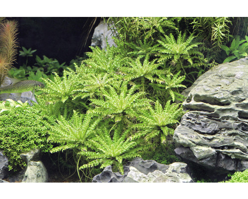 Akvárium s vodními rostlinami a kameny