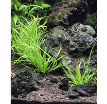 Akvárium s trávníkem Eleocharis parvula mezi lávovými kameny