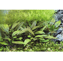 Akvárium s vodními rostlinami Cryptocoryne aponogetifolia