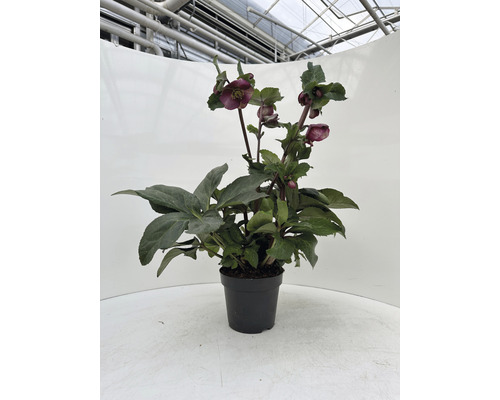 Čemeřice v květináči