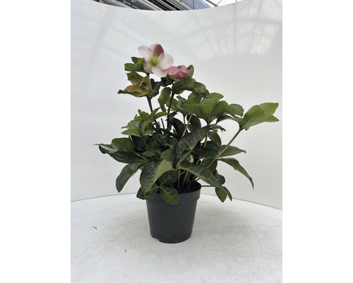 Čemeřice rostlina v květináči se zelenými listy a květy