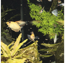Krmné tablety JBL PRONOVO GOURAMI GRANO vel. S 250 ml