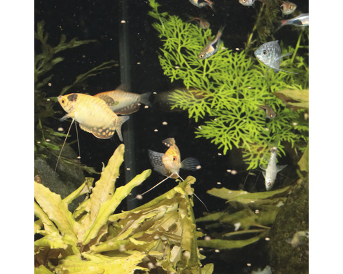 Akvárium s různými druhy ryb a vodních rostlin.