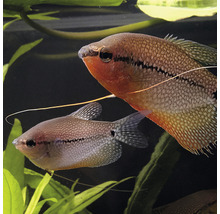 Krmné tablety JBL PRONOVO GOURAMI GRANO vel. S 250 ml