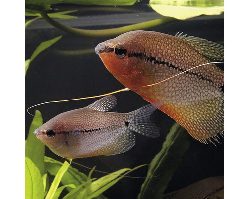 Dvě čichavky v akváriu