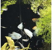 Krmné tablety JBL PRONOVO GOURAMI GRANO vel. S 250 ml