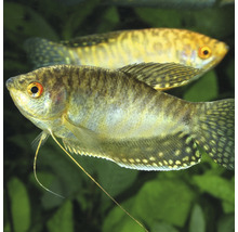 Krmné tablety JBL PRONOVO GOURAMI GRANO vel. S 250 ml