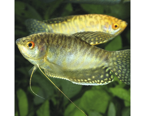 Dvě čichavci v akváriu