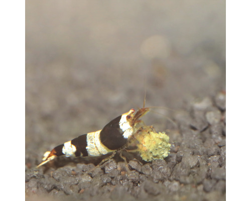 Kreveta s jídlem v akváriu