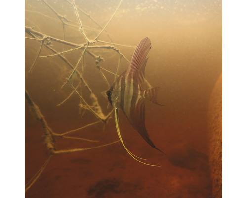 Skalára v akváriu s rostlinami