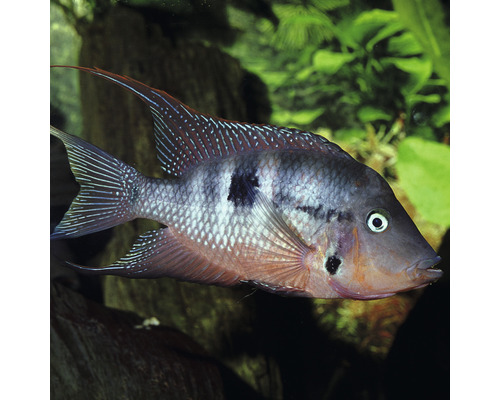 Sladkovodní ryba Geophagus brasiliensis v akváriu