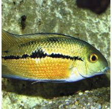 Granulované krmivo JBL ProNovo CICHLID GRANO S 250 ml