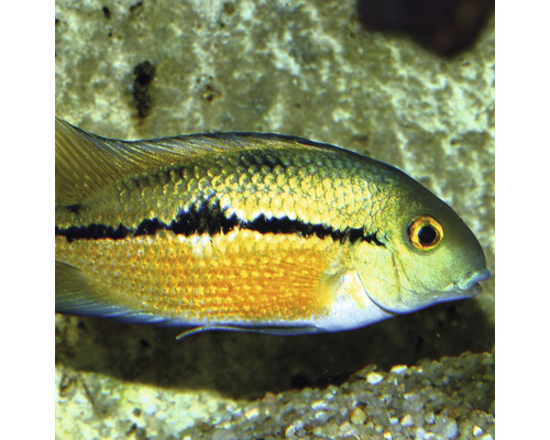 Detailní záběr cichlidy pestré v akváriu