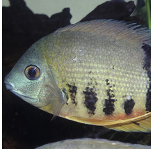 JBL pronovo cichlid grano XL 1 l