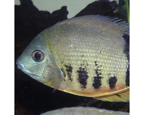 Detailní záběr ryby Heros s tmavými svislými pruhy.