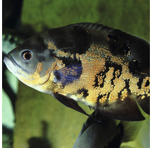 JBL pronovo cichlid grano XL 1 l