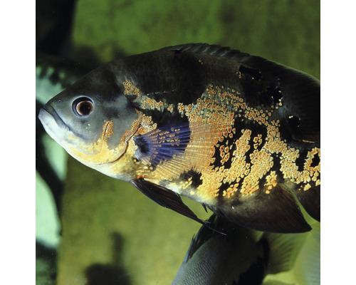 Detailní záběr Oscara v akváriu