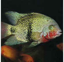 JBL pronovo cichlid grano XL 1 l