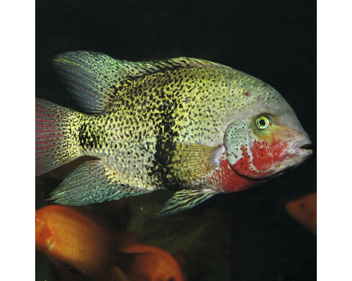 Detailní záběr cichlidy Heros Severus v akváriu