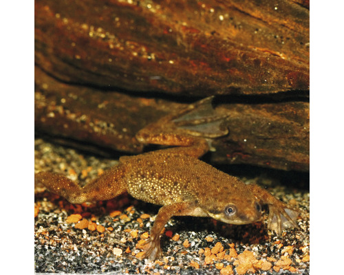 Žába drápatka v akváriu