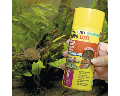 Krmivo JBL Pro Novo Lotl v dóze s axolotlem v akváriu