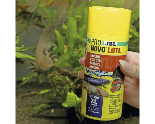 Krmivo pro axolotly JBL Novo Lotl v plechovce s axolotlem v akváriu