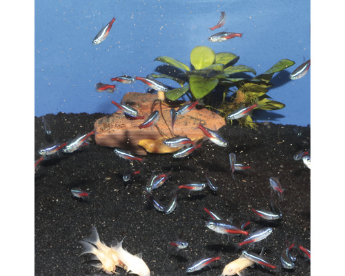 Akvárium s neonkami, rostlinami a kameny na tmavém štěrku