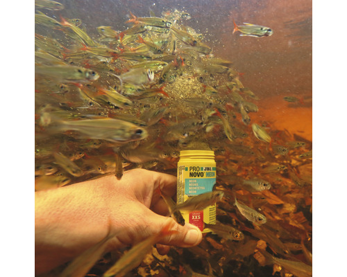 Ruka krmí neonky krmivem pro ryby JBL Novo Neon